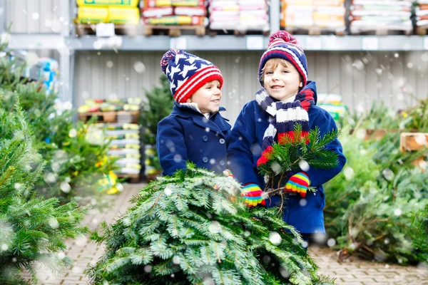 Dwóch małych chłopców kupujących choinkę w sklepie — Zdjęcie stockowe