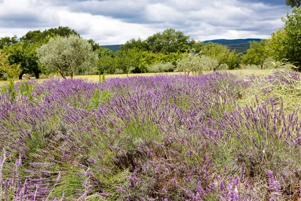 Lavender τους τομείς κοντά valensole στην Προβηγκία, Γαλλία. — Φωτογραφία Αρχείου