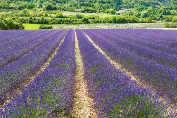 Lavender fields near Valensole in Provence, France. — Stock Photo, Image