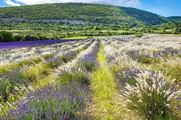 在普罗旺斯，法国的 valensole 附近的薰衣草田. — 图库照片