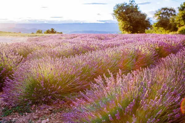 Лавандовые поля рядом с Valensole в Провансе, Франция . — стоковое фото