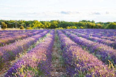 Lavanta alanları yakınında valensole Provence, Fransa.