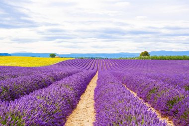 Çiçek açması lavanta ve ayçiçeği alanlarında Provence, Fransa.