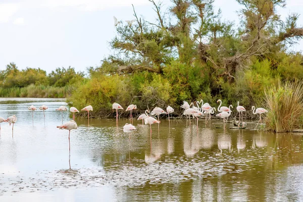 Dzikie ptaki flamingo w jeziorze w Francji, Camargue, Prowansja — Zdjęcie stockowe