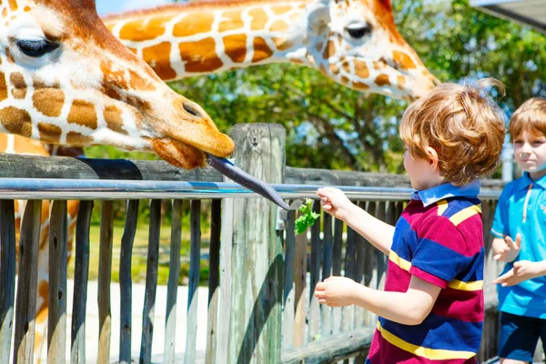 Two little kids boys and father watching and feeding giraffe in — Stock Photo, Image