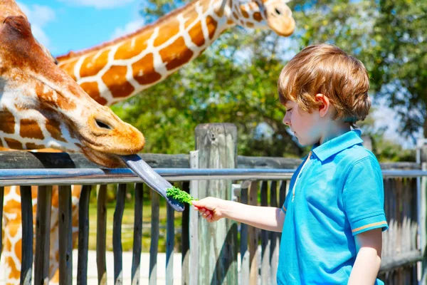 Little kid boy watching and feeding giraffe in zoo — Stock Photo, Image