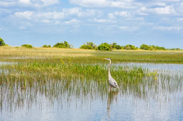 Florida wetland, Airboat rijden in Everglades National Park in de Verenigde Staten. — Stockfoto