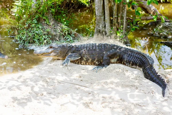Aligator amerykański w Florida podmokłych. Park Narodowy Everglades w Stany Zjednoczone Ameryki. — Zdjęcie stockowe