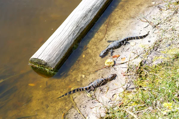 American baby alligators in Florida Wetland. Everglades National Park in USA. Little gators. — Stock Photo, Image