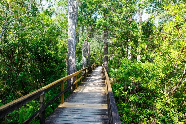 Florida wetland, houten pad trail in Everglades National Park in de Verenigde Staten. — Stockfoto