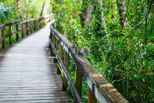 Florida wetland, houten pad trail in Everglades National Park in de Verenigde Staten. — Stockfoto