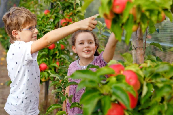 Portret dziewczynki i chłopca z czerwonymi jabłkami w organicznym sadzie. Szczęśliwe rodzeństwo, dzieci, brat i siostra zbierają dojrzałe owoce z drzew i dobrze się bawią. Sezon zbiorów dla rodziny. — Zdjęcie stockowe