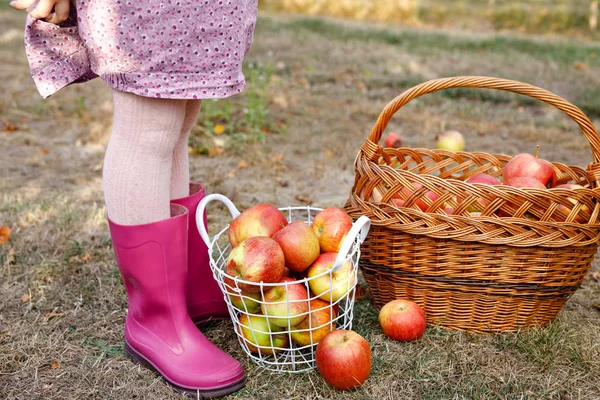 Крупним планом кошик з червоними яблуками і гумовими черевиками на маленькій дитині, хлопчику або дівчинці на органічній фермі, осінь на відкритому повітрі. Малюк розважається з допомогою і збиранням врожаю — стокове фото
