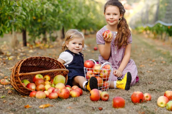 Retrato dois irmãos meninas, criança pequena e criança com maçãs vermelhas no pomar orgânico. Irmãos felizes, crianças, irmãs bonitas colhendo frutas maduras das árvores, se divertindo. Família, época de colheita — Fotografia de Stock