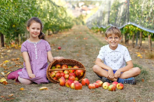 Organik meyve bahçesinde kırmızı elmalı küçük kız ve çocuk portresi. Mutlu kardeşler, çocuklar, erkek ve kız kardeşler ağaçlardan olgun meyveleri topluyor ve eğleniyorlar. Aile için hasat mevsimi. — Stok fotoğraf