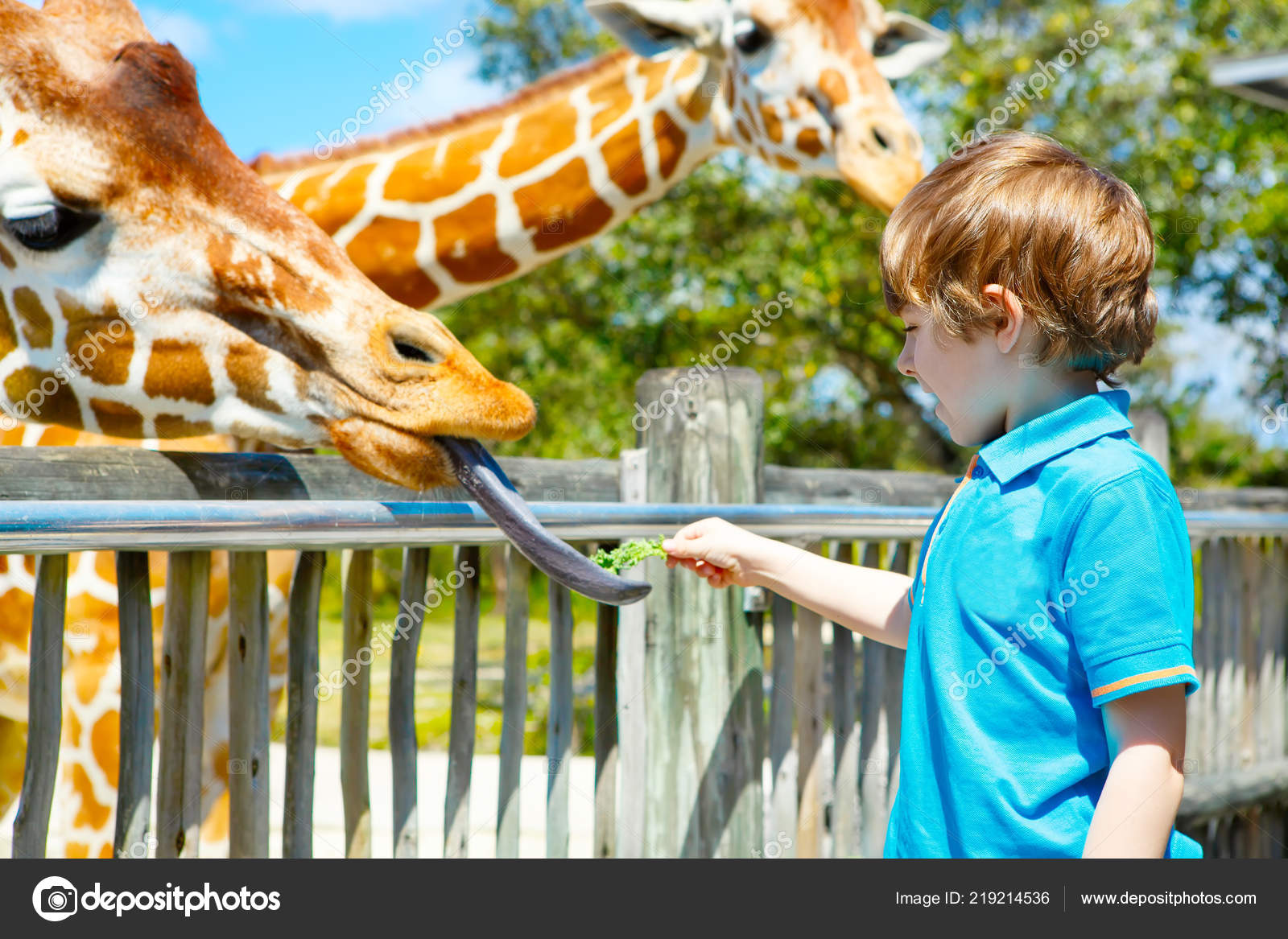 Little kid boy watching and feeding giraffe in zoo — Stock Photo