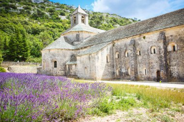 Abbey, senanque ve çiçek açan lavanta çiçekleri satırlar