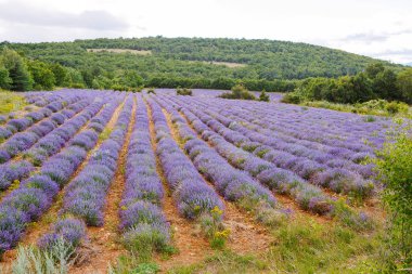 Lavanta alanları yakınında valensole Provence, Fransa.
