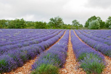 Lavanta alanları yakınında valensole Provence, Fransa.