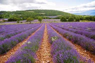 Lavanta alanları yakınında valensole Provence, Fransa.