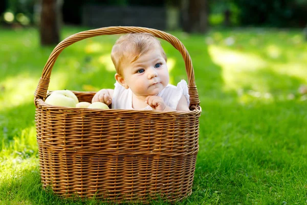 Cute baby girl siedzi w koszyku pełnym dojrzałych jabłek na farmie wczesną jesienią. Mała dziewczynka bawiąca się w sadach jabłoni. Dzieci zbierają owoce w koszyku. Zdrowe odżywianie — Zdjęcie stockowe