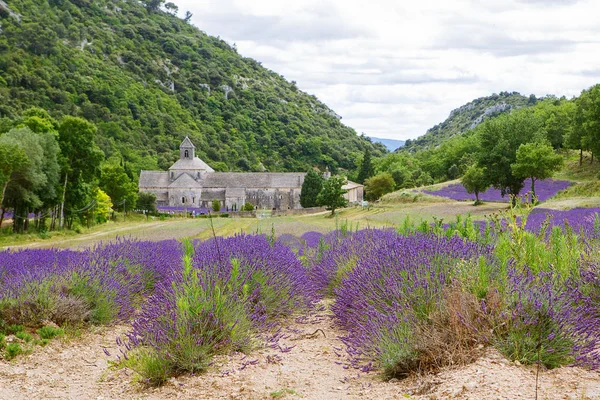Klosteret i Senanque og blomstrende rader med lavendelblomster – stockfoto