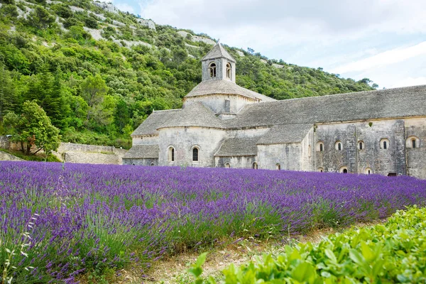 Abbey of Senanque and blooming rows lavender flowers — Stock Photo, Image