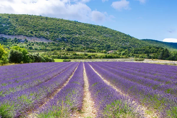 Campos de lavanda perto de Valensole em Provence, França . — Fotografia de Stock