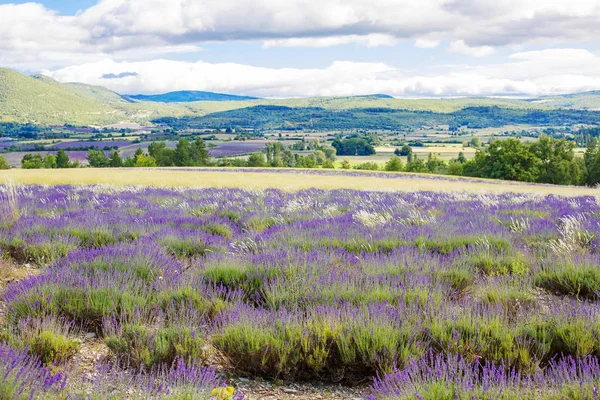 Лавандовые поля рядом с Valensole в Провансе, Франция . — стоковое фото