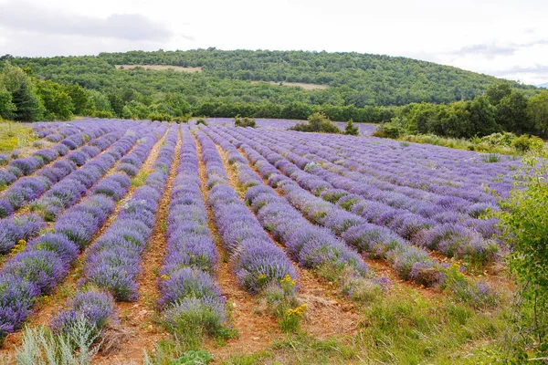 Campos de lavanda cerca de Valensole en Provenza, Francia . —  Fotos de Stock