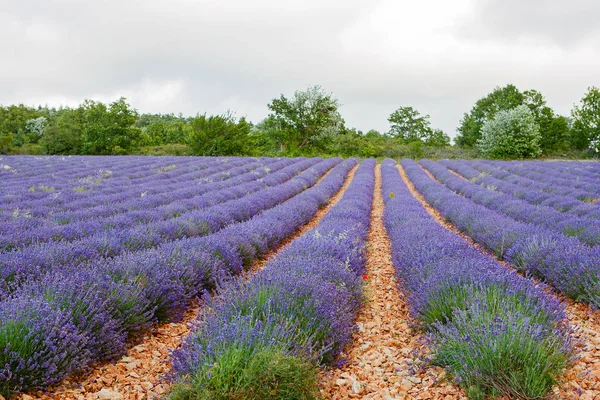 Champs de lavande près de Valensole en Provence, France . — Photo