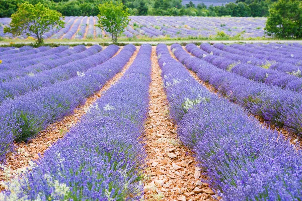 Campos de lavanda perto de Valensole em Provence, França . — Fotografia de Stock