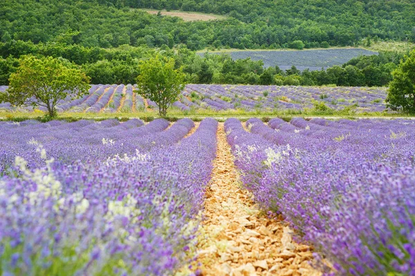 Levendula mezők közelében valensole, Provence, Franciaország. — Stock Fotó