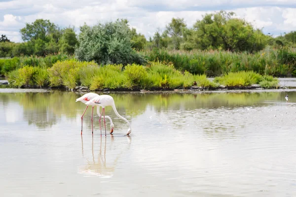 Fransa, Camargue, Provence göle vahşi flamingo kuşları — Stok fotoğraf