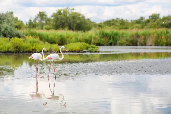 フランス、カマルグ、プロヴァンスの湖ではフラミンゴ野鳥 — ストック写真
