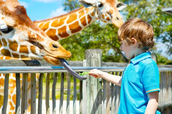 小さな子供の男の子を見て、動物園でキリンを給餌 — ストック写真