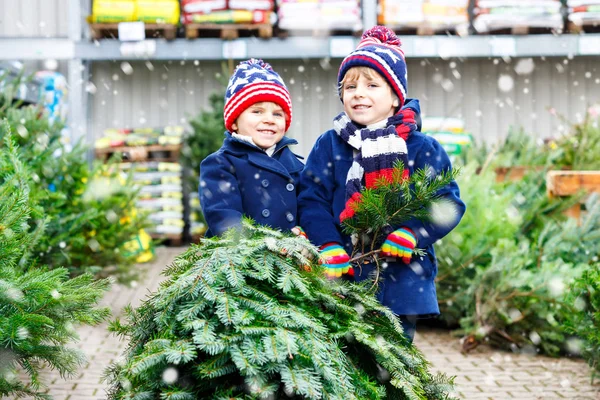 Два маленьких мальчика покупают рождественскую елку в наружном магазине — стоковое фото