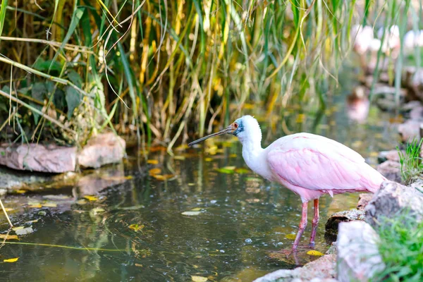 Hermoso pájaro de espátula rosa. Parque de animales y aves en Walsrode, Alemania —  Fotos de Stock