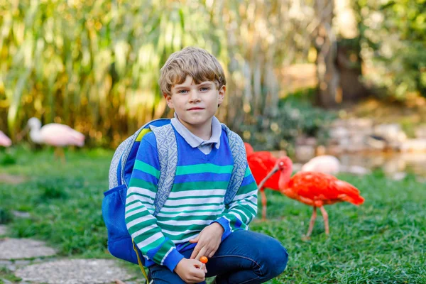 Маленький Мальчик Рюкзаком Восхищается Различными Птицами Красный Розовый Ибис Зоопарке — стоковое фото