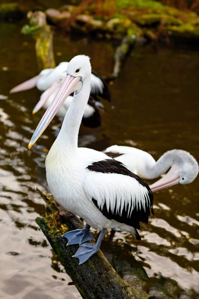 Hermosos pelícanos blancos y grises en el parque zoológico de aves en Walsrode, Alemania. Interesante parque para familias, niños y excursiones escolares —  Fotos de Stock