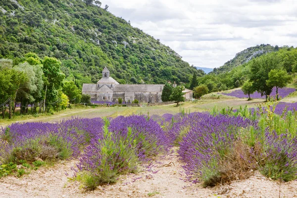 Abadia de Senanque e florescendo flores fileiras de lavanda. Gordes, Luberon, Vaucluse, Provence, França, Europa — Fotografia de Stock