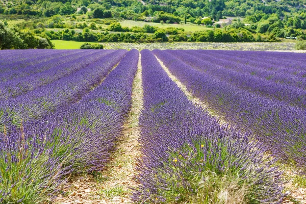 Blossoming lavender fields in Provence, France. On summer sunny day. Valensole in Europe. Beautiful lila blooming flower fields. — Stock Photo, Image