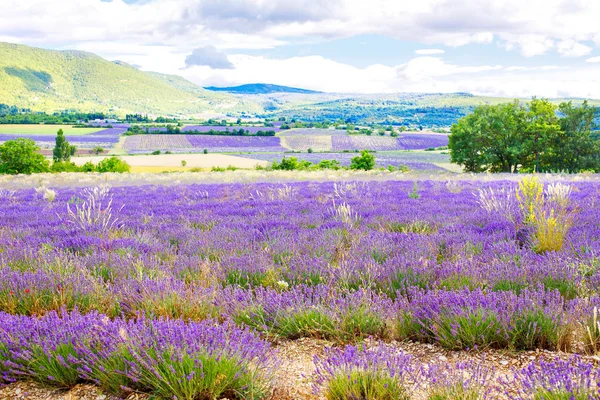 Lavendelfelder in der Nähe von Valensole in der Provence, Frankreich. — Stockfoto