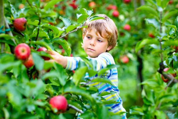 Aktif mutlu sarışın çocuk organik çiftlikte kırmızı elma toplayıp yiyor, sonbaharda açık havada. — Stok fotoğraf