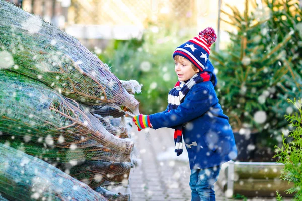 Menino sorridente adorável segurando a árvore de Natal no mercado. Criança saudável feliz em roupas de moda de inverno escolhendo e comprando grande árvore de Natal na loja ao ar livre. Família, tradição, celebração. — Fotografia de Stock