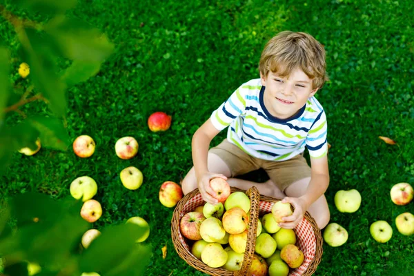 Beau garçon blond heureux garçon cueillette et manger des pommes rouges à la ferme biologique, automne à l'extérieur. Drôle petit enfant d'âge préscolaire s'amuser avec l'aide et la récolte dans le verger de jardin domestique. — Photo