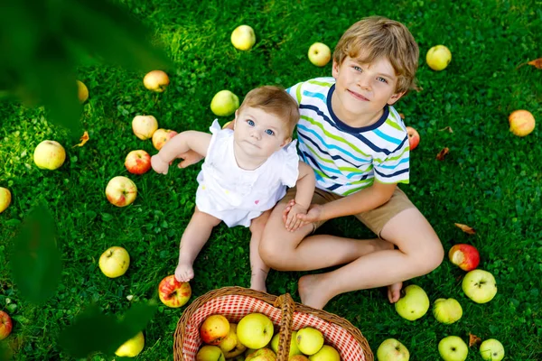 Двое детей собирают яблоки на ферме ранней осенью. Маленькая девочка и мальчик играют в яблоневом саду. Дети собирают фрукты в корзине. Братья и сестры едят фрукты во время сбора урожая. Здоровое питание — стоковое фото