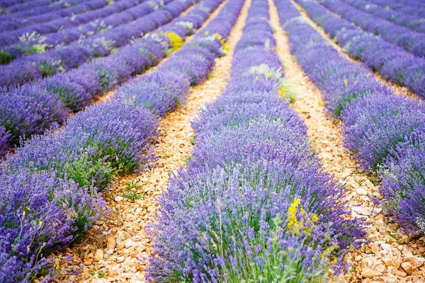 Campos de lavanda perto de Valensole em Provence, França . — Fotografia de Stock