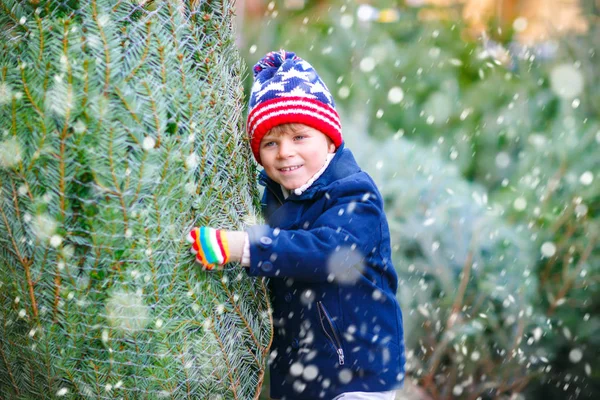 Roztomilý malý usměvavý chlapec držící vánoční stromek na trhu. Šťastné zdravé dítě v zimě módní oblečení výběru a nákup velký vánoční strom ve venkovním obchodě. Rodina, tradice, oslavy. — Stock fotografie