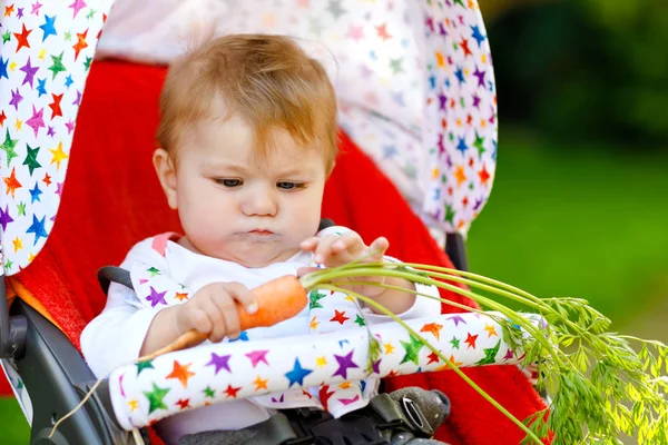 Linda menina adorável segurando e comendo cenoura fresca. Criança amadurecida tendo lanche saudável. Menina sentada em carrinho ou carrinho. Criança de 6 meses ao ar livre, comendo legumes no dia de verão — Fotografia de Stock